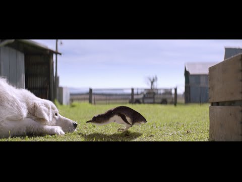 Oddball (2015) Trailer [HD]
